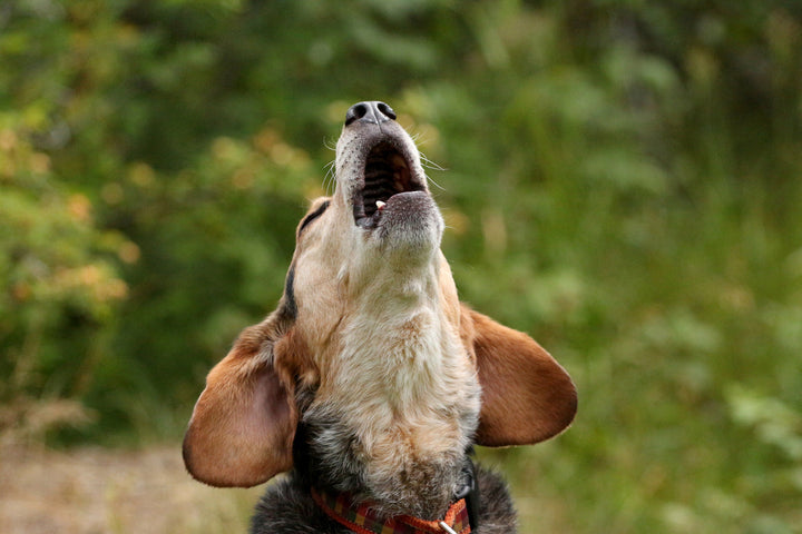 Why Does My Dog Bark at Everything? Understanding Why Dogs Bark and How to Reduce Excessive Barking Using Positive Reinforcement