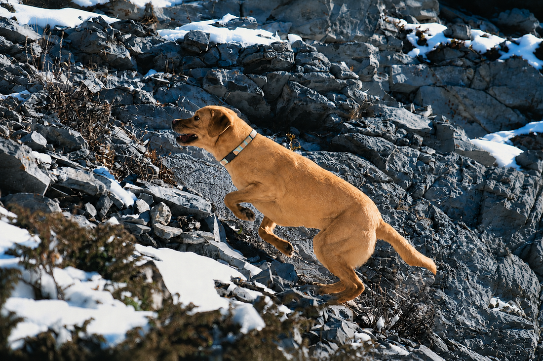 The Importance of Conditioning for Active Dogs