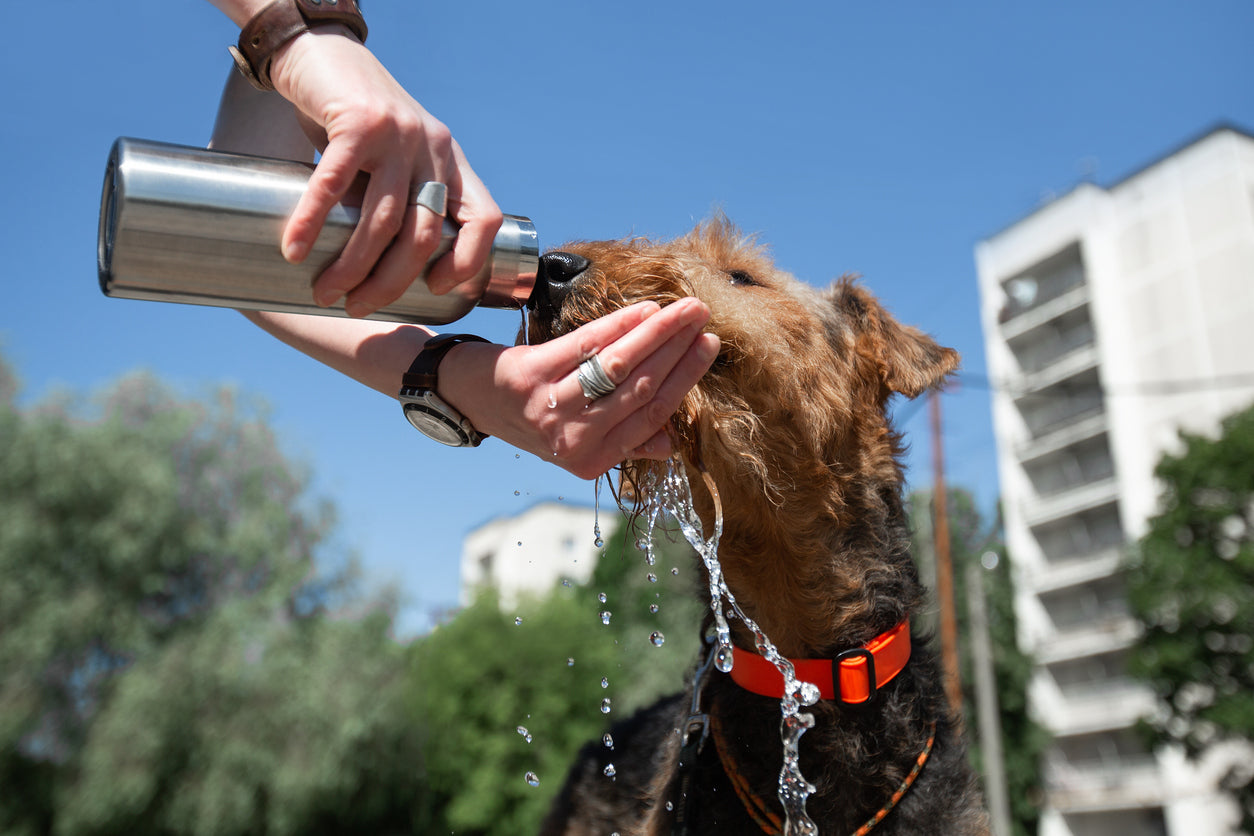 Dog Hiking Safety Guide: Prevent Heatstroke, Paw Injuries & Trail Hazards