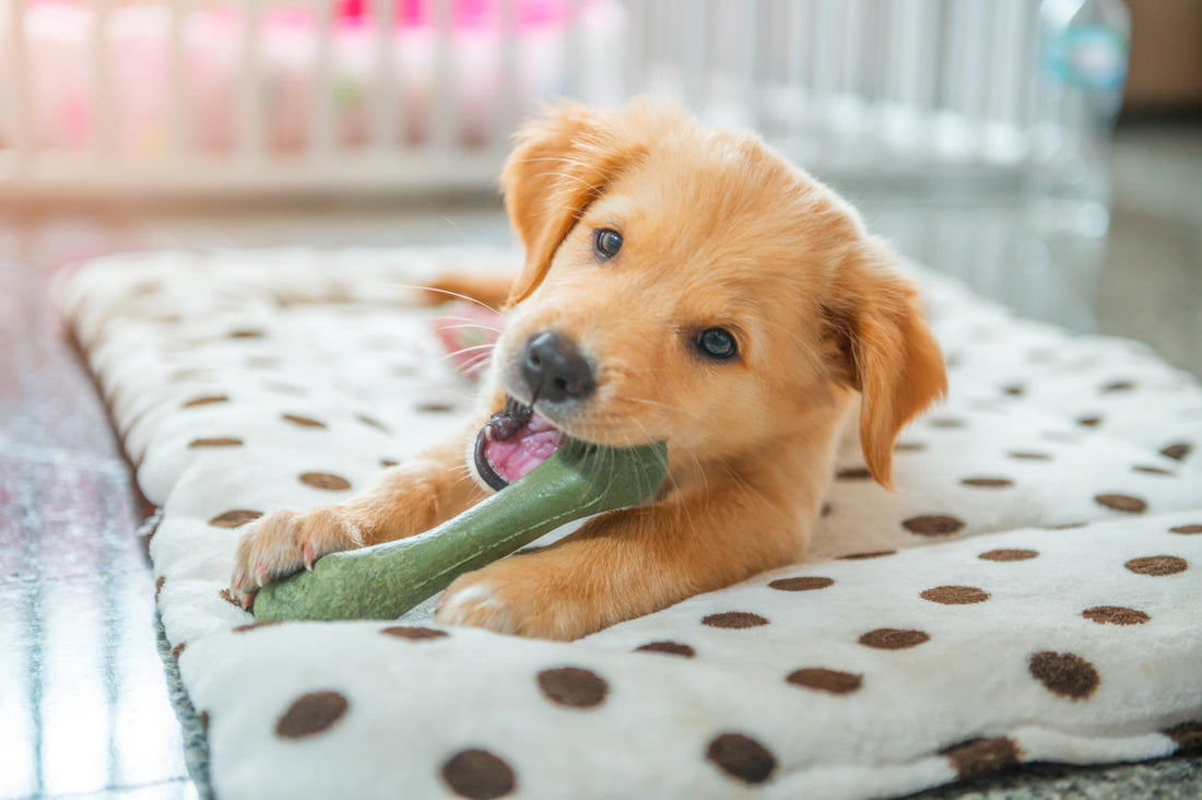Puppy Separation Training by Age: How to Teach Your Puppy to Feel Safe Alone Using Positive Reinforcement