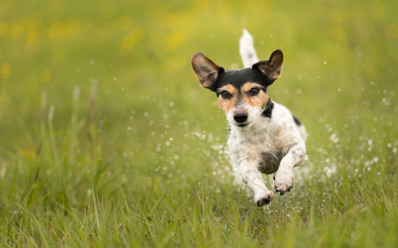 How to Teach Your Dog Reliable Recall Using The FreeRun Positive Reinforcement Guide
