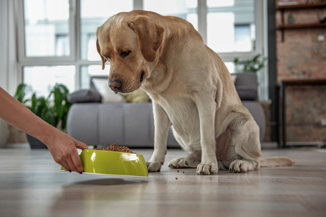 Resource Guarding in Dogs: Why It Happens and How to Prevent It Using Positive Reinforcement