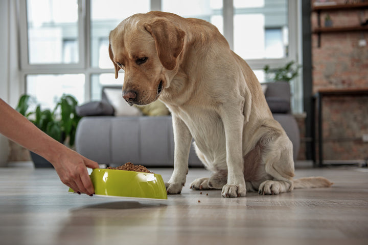 Resource Guarding in Dogs: Why It Happens and How to Prevent It Using Positive Reinforcement