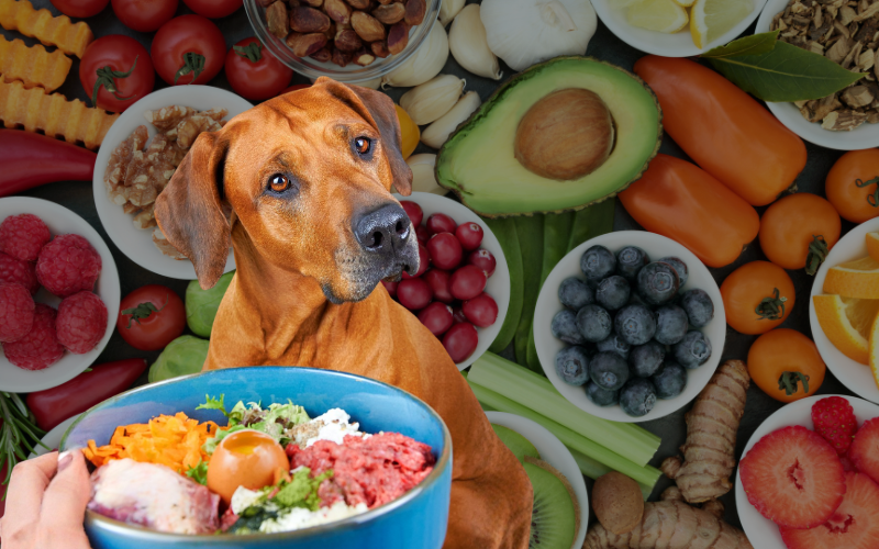 Safe & Unsafe Foods for Dogs: What Every Dog Owner Needs to Know