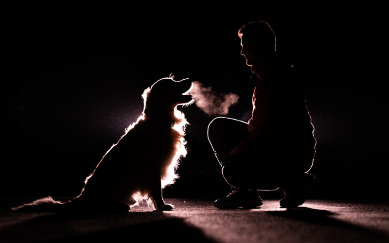 How to Stop Your Dog from Pulling on the Leash Using The FreeRun Positive Reinforcement Way