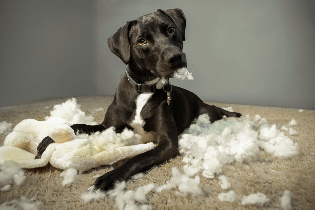Why Does My Dog Chew Everything? How to Stop Destructive Chewing Using Positive Reinforcement