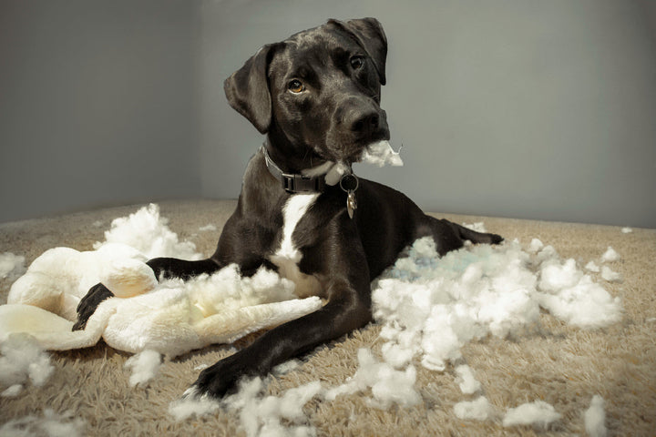 Why Does My Dog Chew Everything? How to Stop Destructive Chewing Using Positive Reinforcement