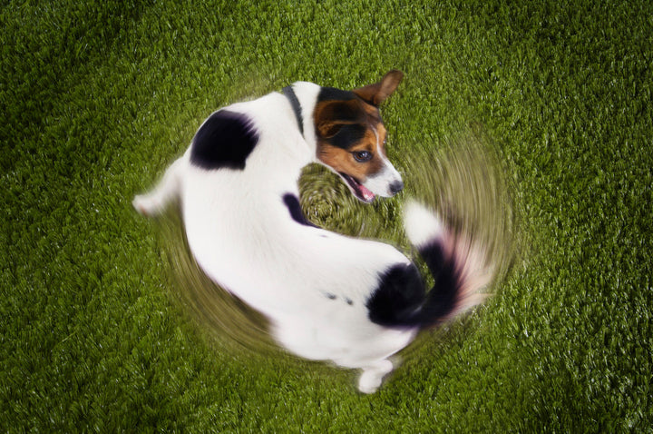 Why Your Dog Gets the Zoomies After Walks: Understanding Overstimulation in Dogs