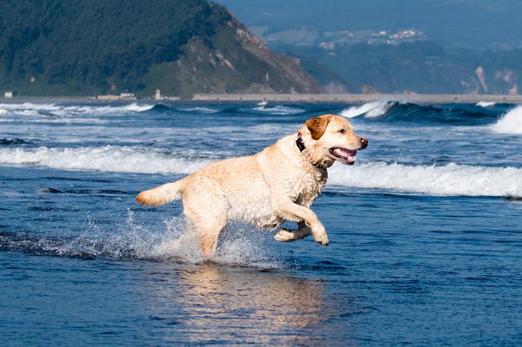 The Benefits of Off-Leash Time for Dogs When Done Right