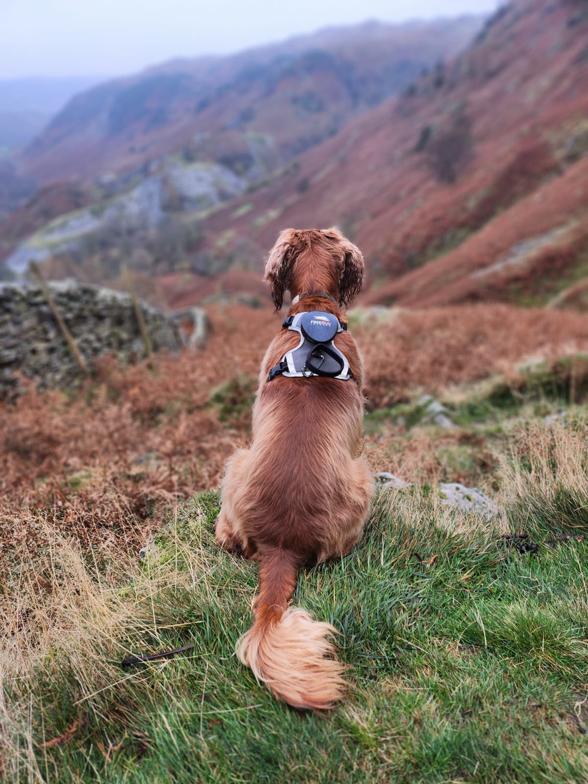 The FreeRun Leash™