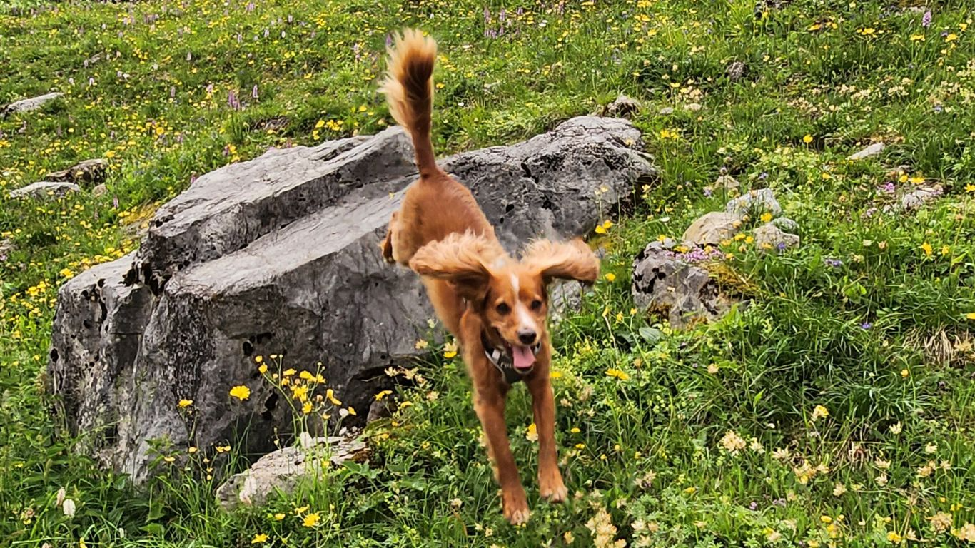 The FreeRun Leash™