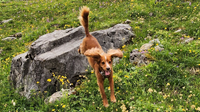 The FreeRun Leash™
