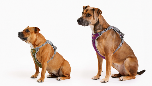 The FreeRun Leash™