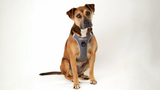 The FreeRun Leash™