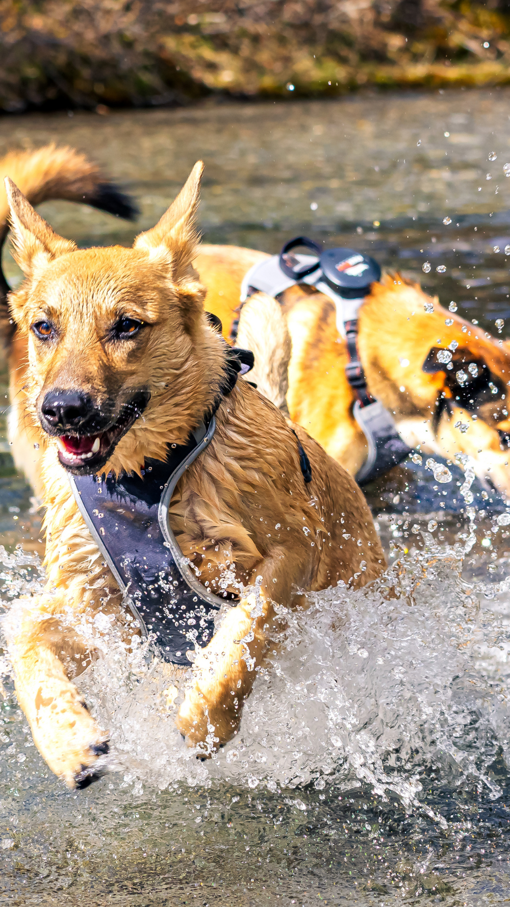 Innovation Born from Love, Perfected Through Science