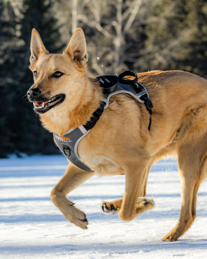 All-In-One Harness and Leash