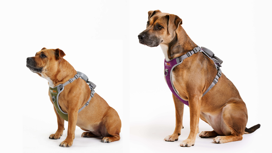 The FreeRun Leash (Copy)