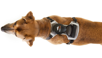 The FreeRun Leash™
