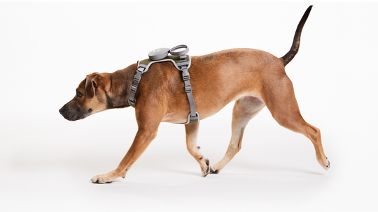 The FreeRun Leash