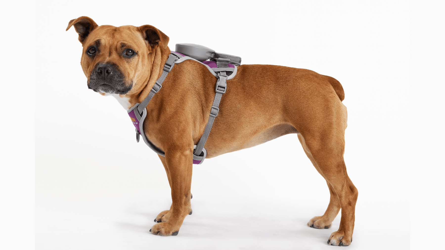 The FreeRun Leash™